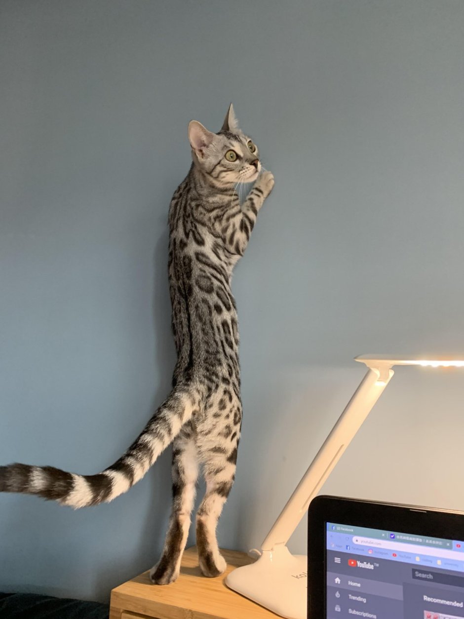 Кошка с длинным хвостом