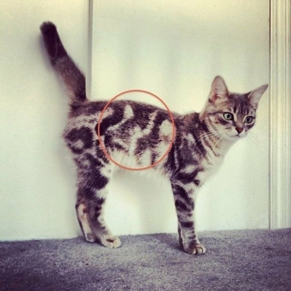 Необычные кошки