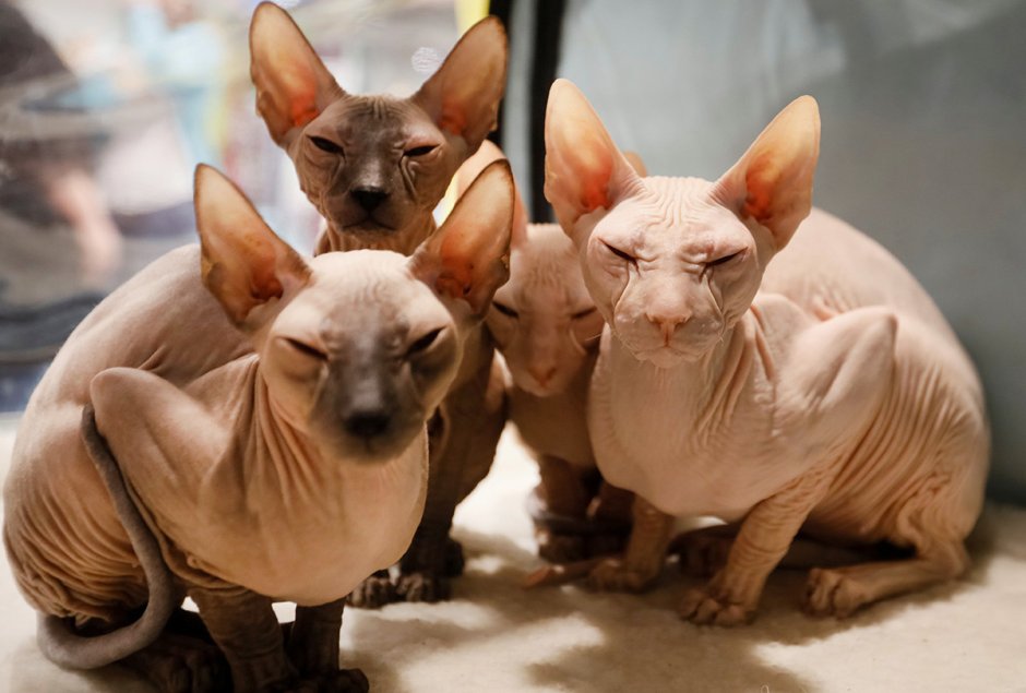 Кот сфинкс Петерболд
