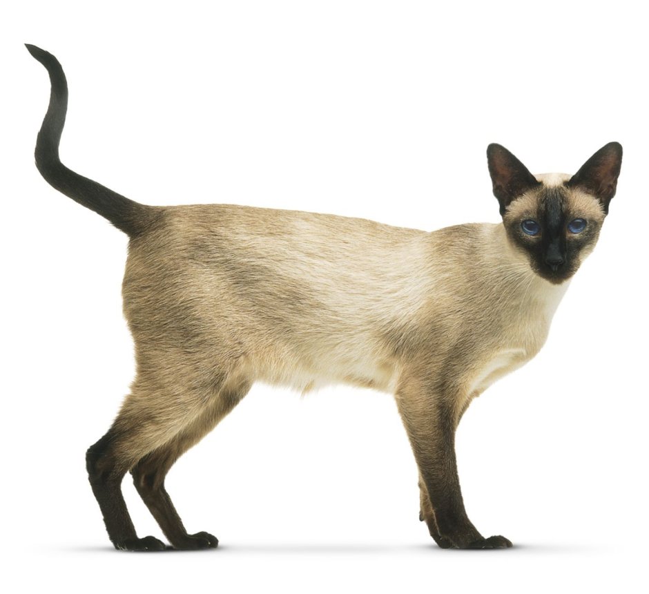 Сиамская кошка