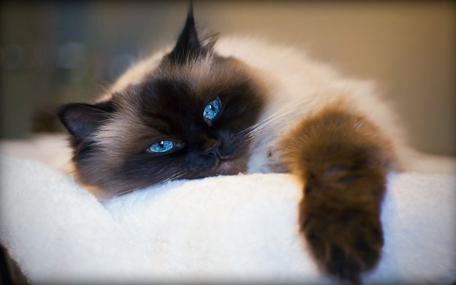 Сиамская маскарадная кошка