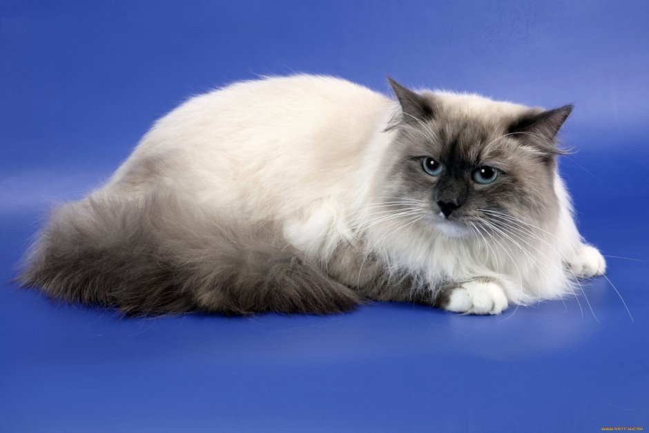 Тайская маскарадная кошка