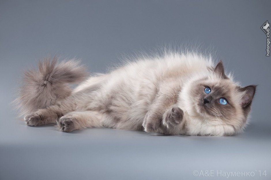 Невская маскарадная кошка