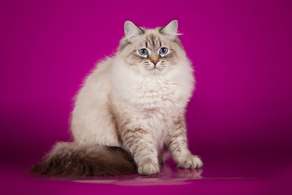 Красивая пушистая кошка сидит