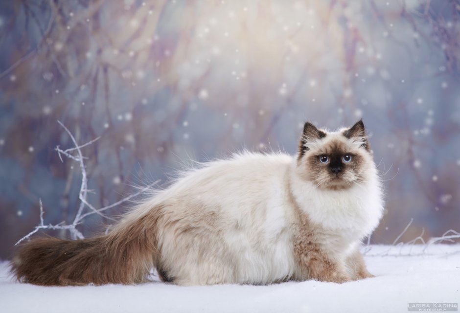 Невская маскарадная кошка персиковая