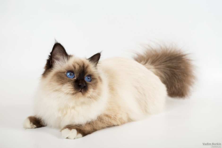 Невская маскарадная кошка с котятами