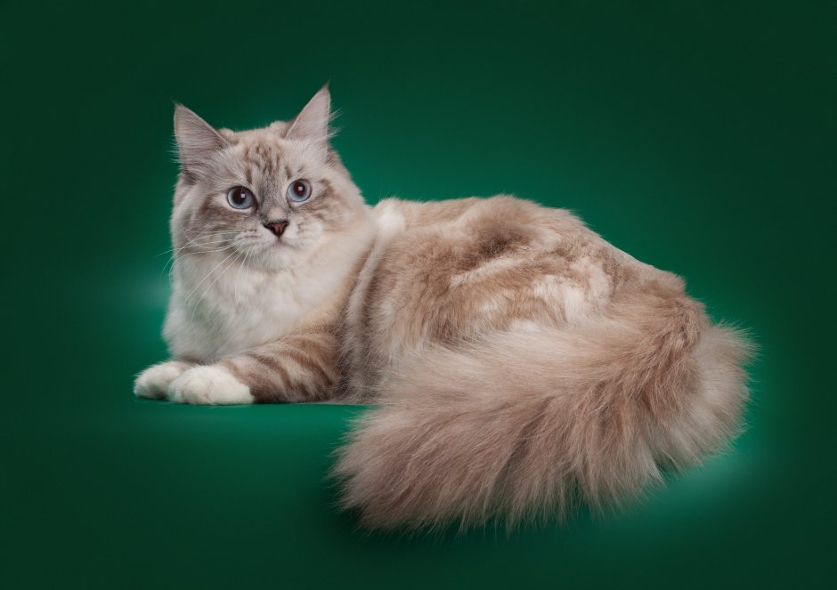 Сибирская Невская маскарадная кошка фото