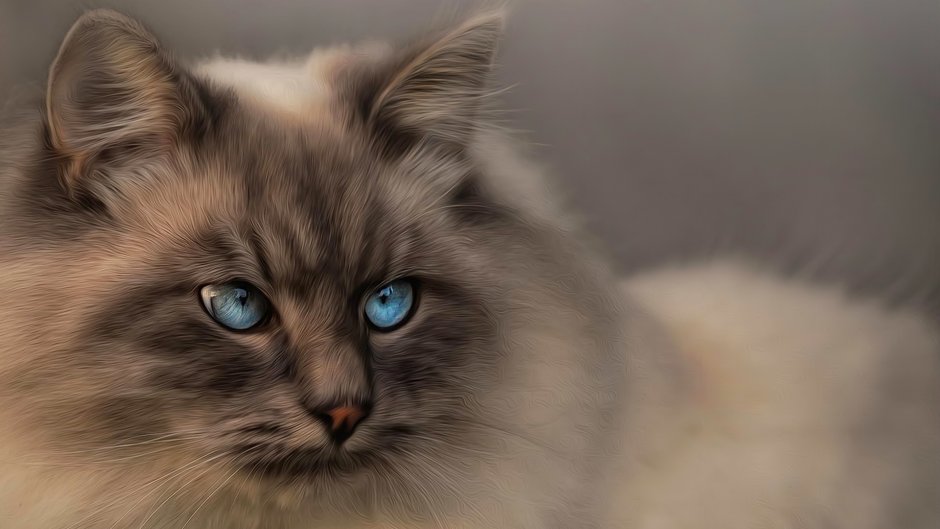 Невская маскарадная кошка