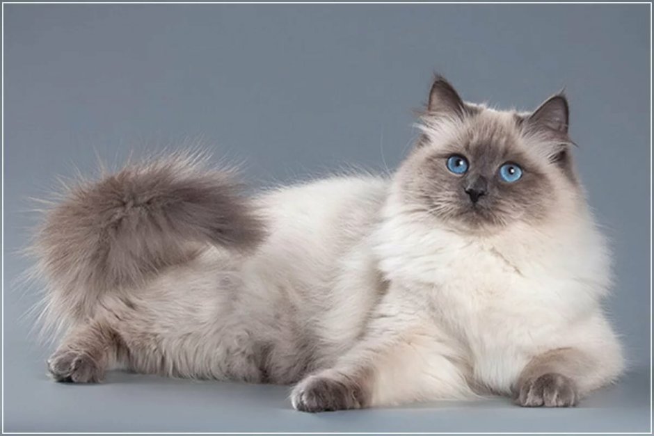 Невский маскарадный коричневый