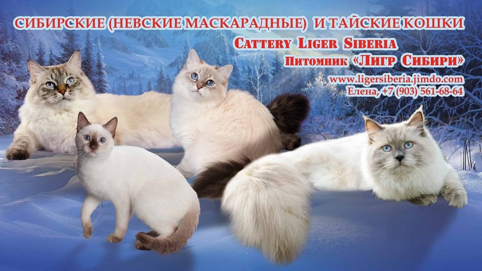 Балинезийская Рэгдолл