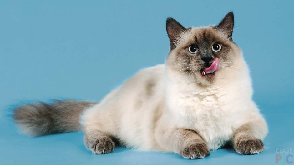 Невская маскарадная кошка короткошерстная