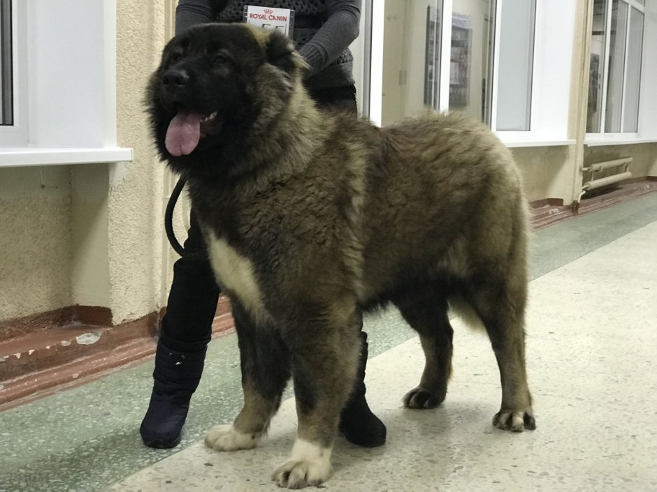 Волкодав овчарка