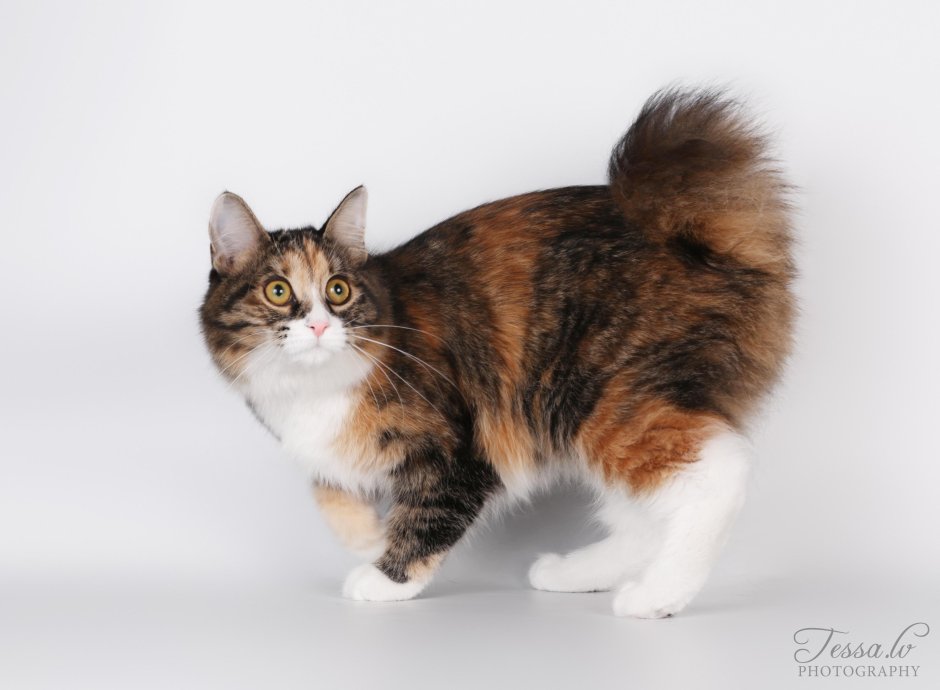 Бобтейл котенок