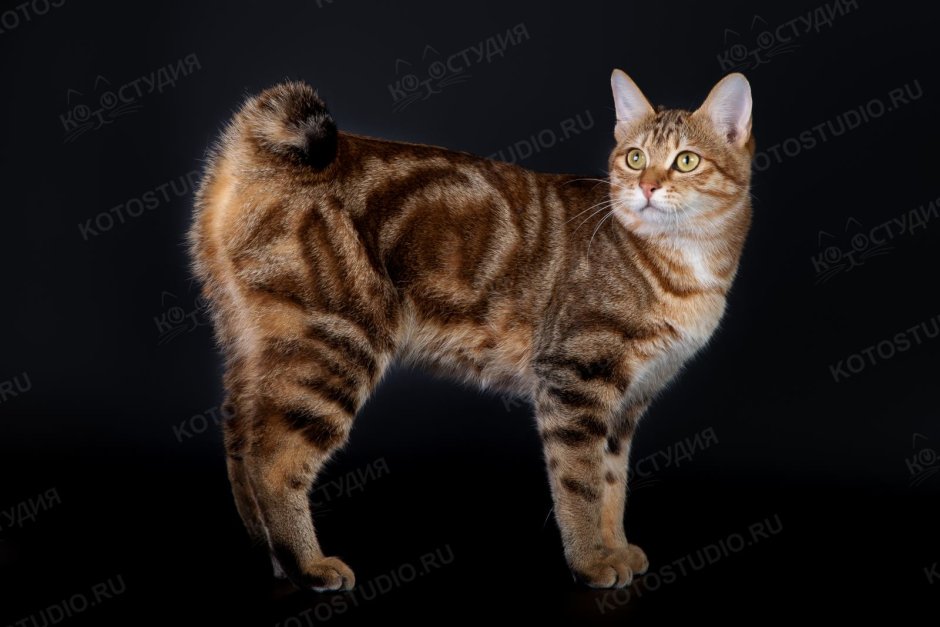 Кошка трехцветная табби