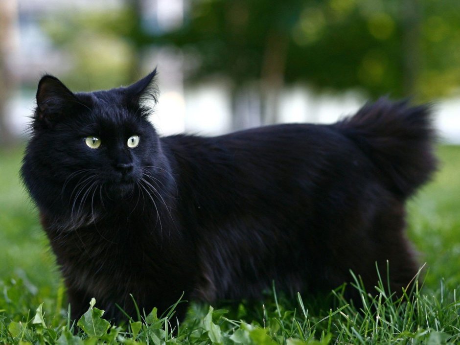Уличная кошка пестрая