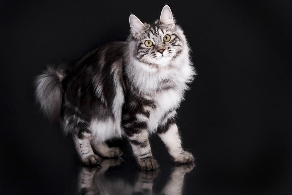 Купить черного котенка породы курильского бобтейла
