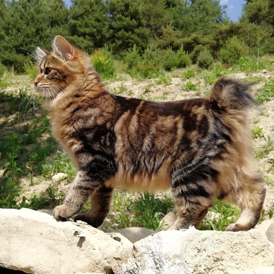 Кот Курильский бобтейл черный