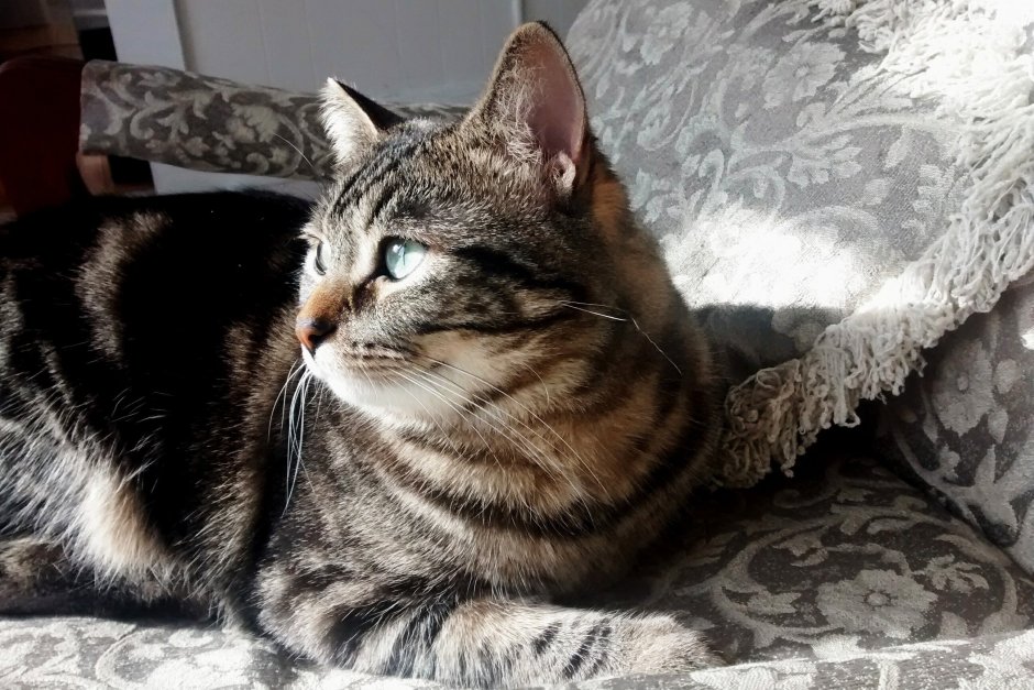 Азиатская табби кошка