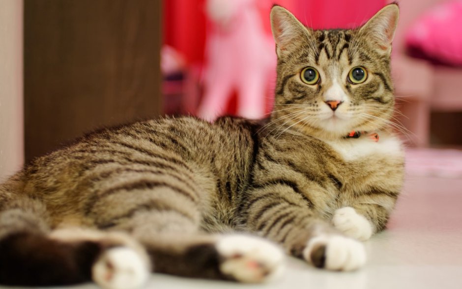 Кот шиншилла полосатый
