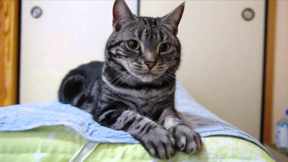 Европейская короткошерстная кошка котята