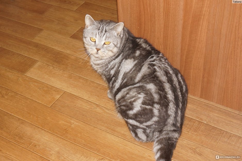 Скоттиш страйт табби