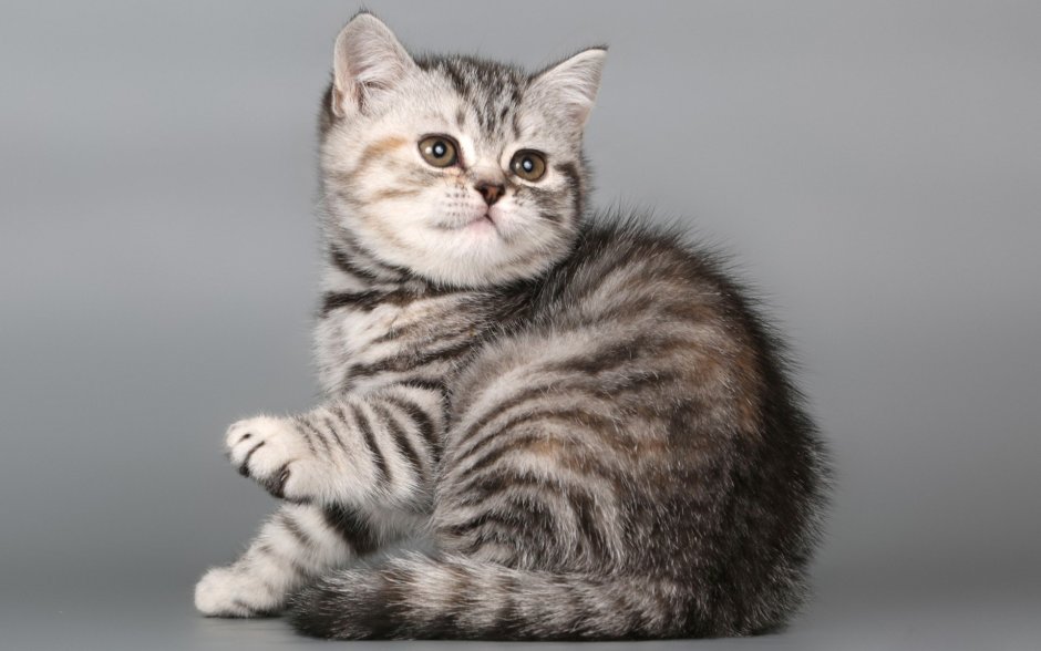 Шотландский кот вискас
