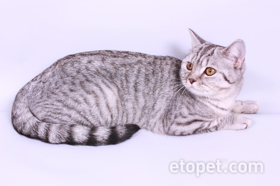 Шотландская кошка прямоухая табби