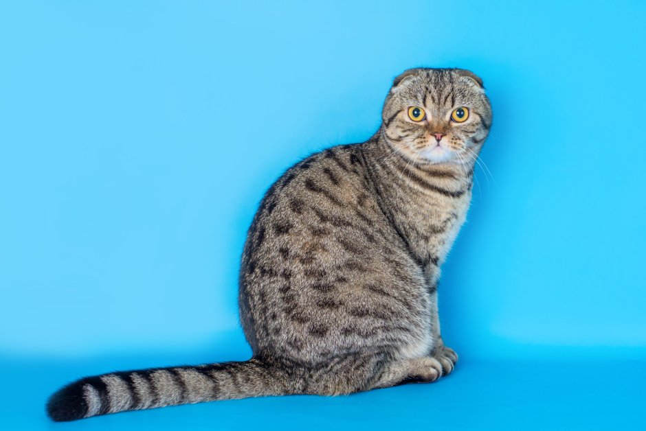 Шотландский скоттиш фолд табби