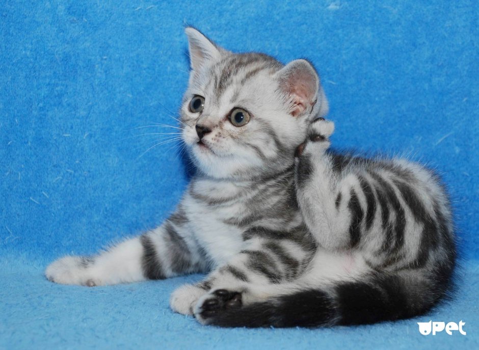 Шотландский скоттиш страйт мраморный