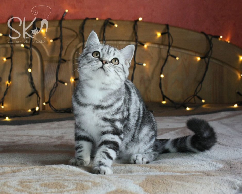 Шотландская скоттиш страйт мраморный окрас