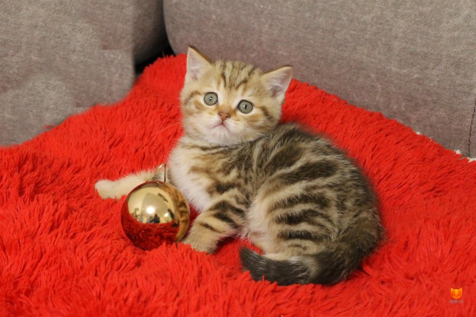 Шотландская кошка прямоухая табби