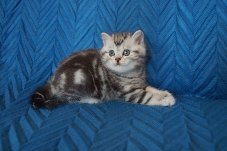 Скоттиш страйт табби золотой