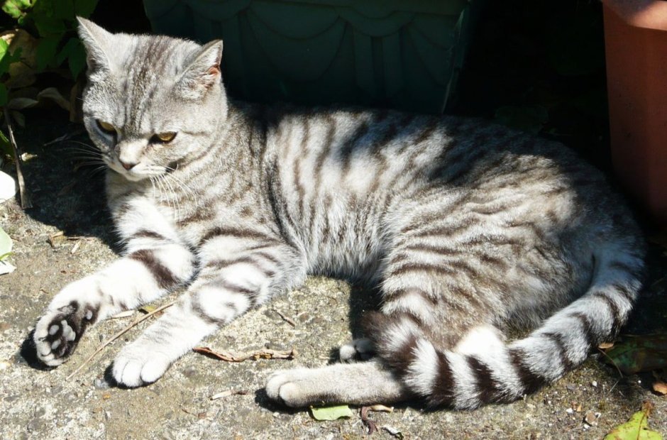Шотландский скоттиш страйт полосатый