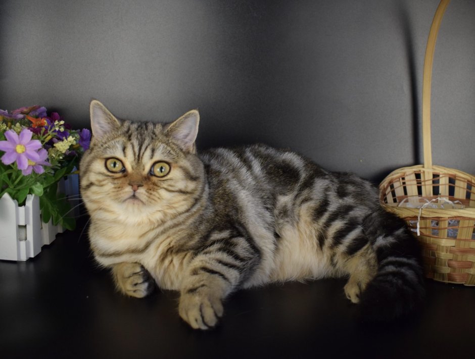 Скоттиш страйт Браун табби