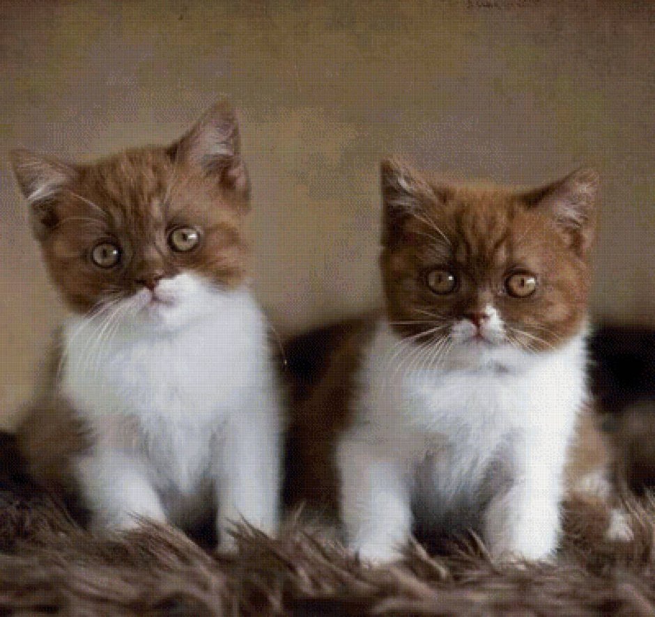 Бело коричневый кот