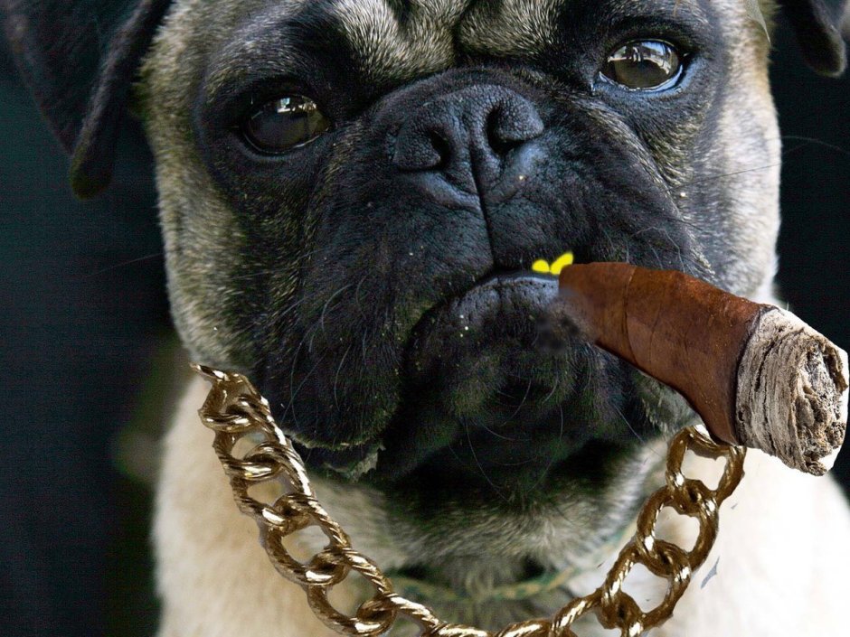 Dawg Мопс