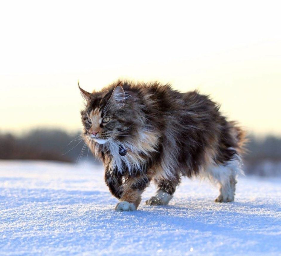 Норвежская Лесная кошка и Мейн кун