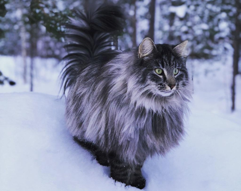 Сибирская кошка