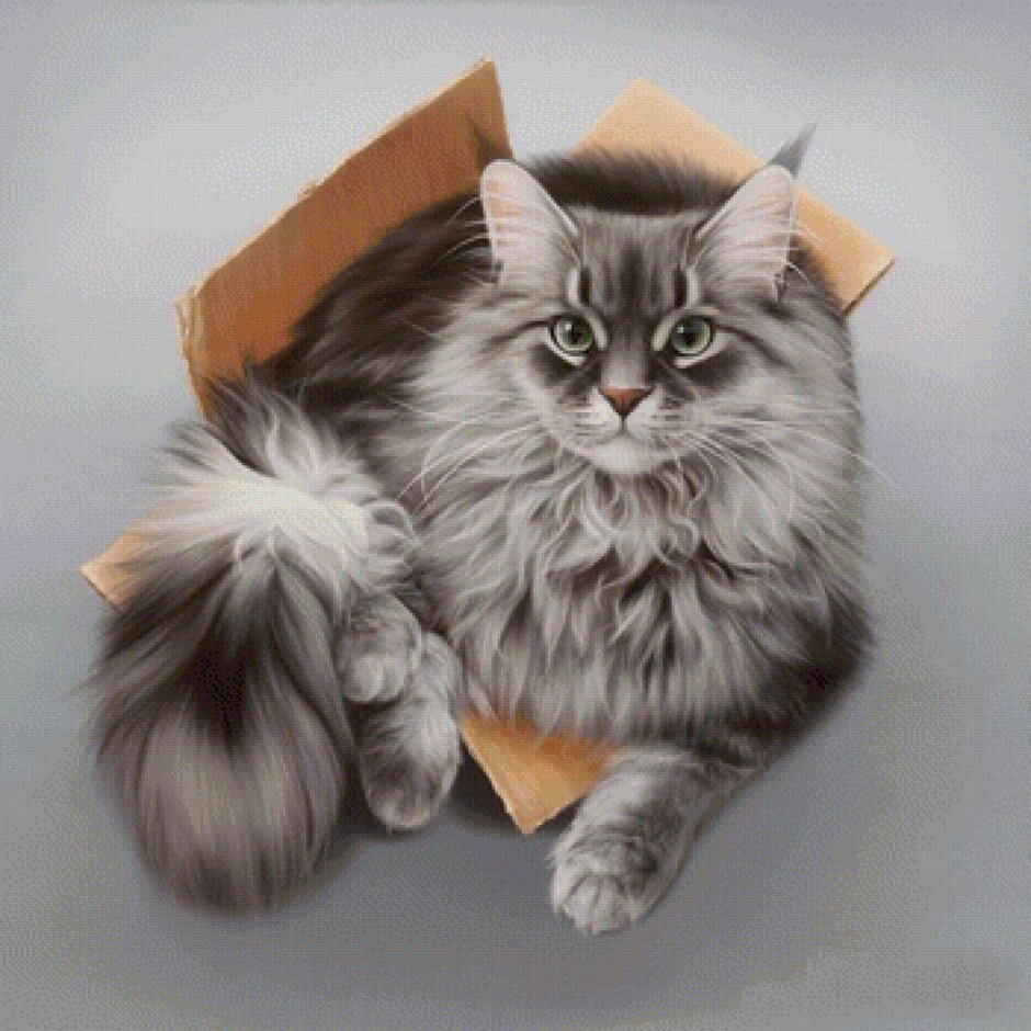 Коты Воители Мейн кун