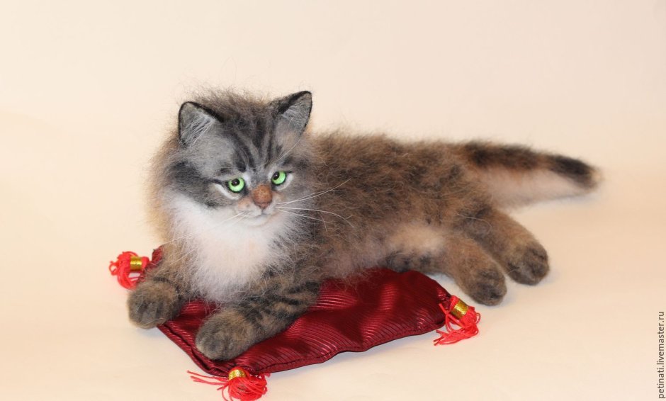 Манул (палласов кот)