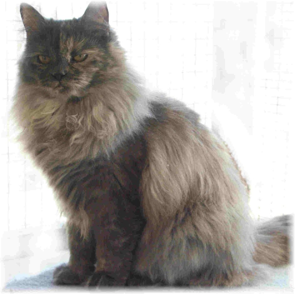 Мейнкун кот