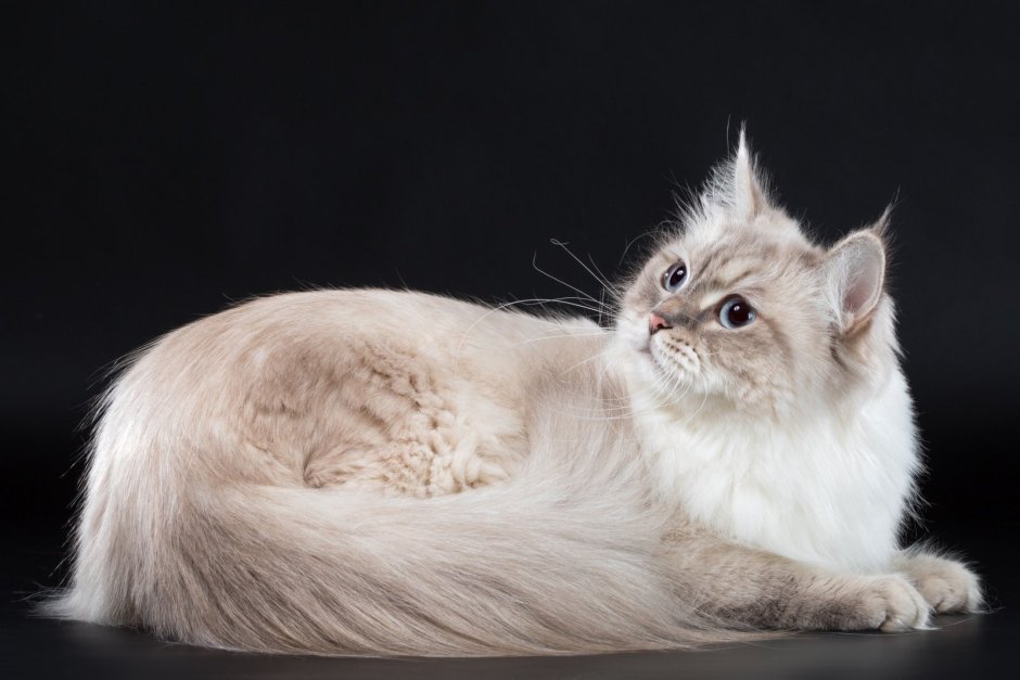 Бурчащий Сибирский кот