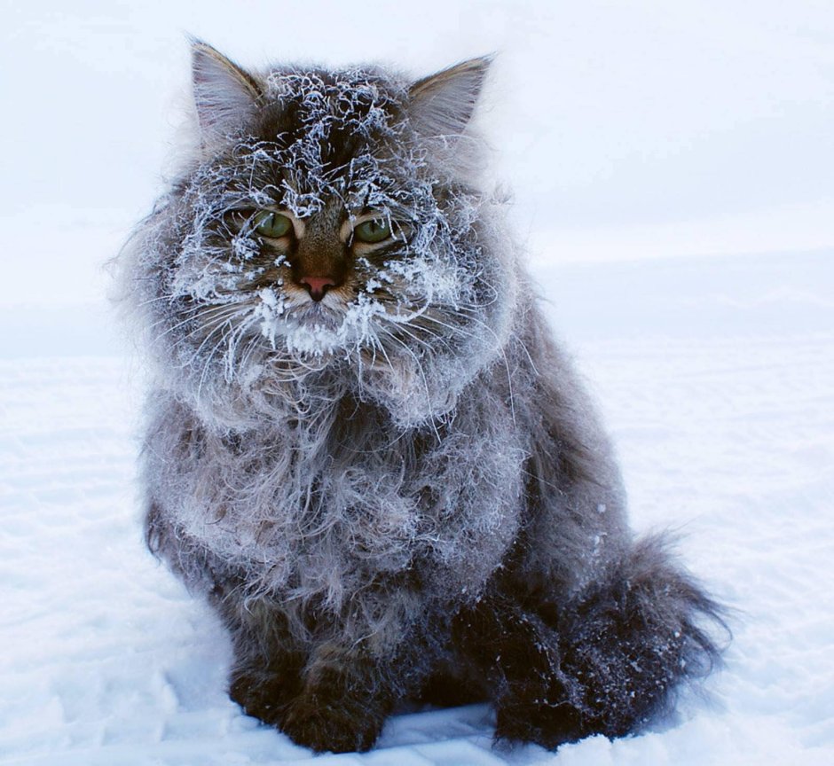 Норвежская длинношерстная Лесная кошка
