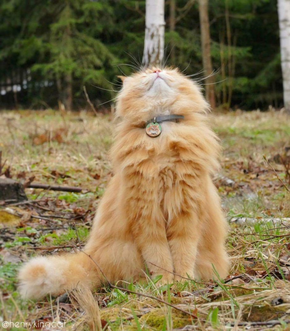 Кот в снегу