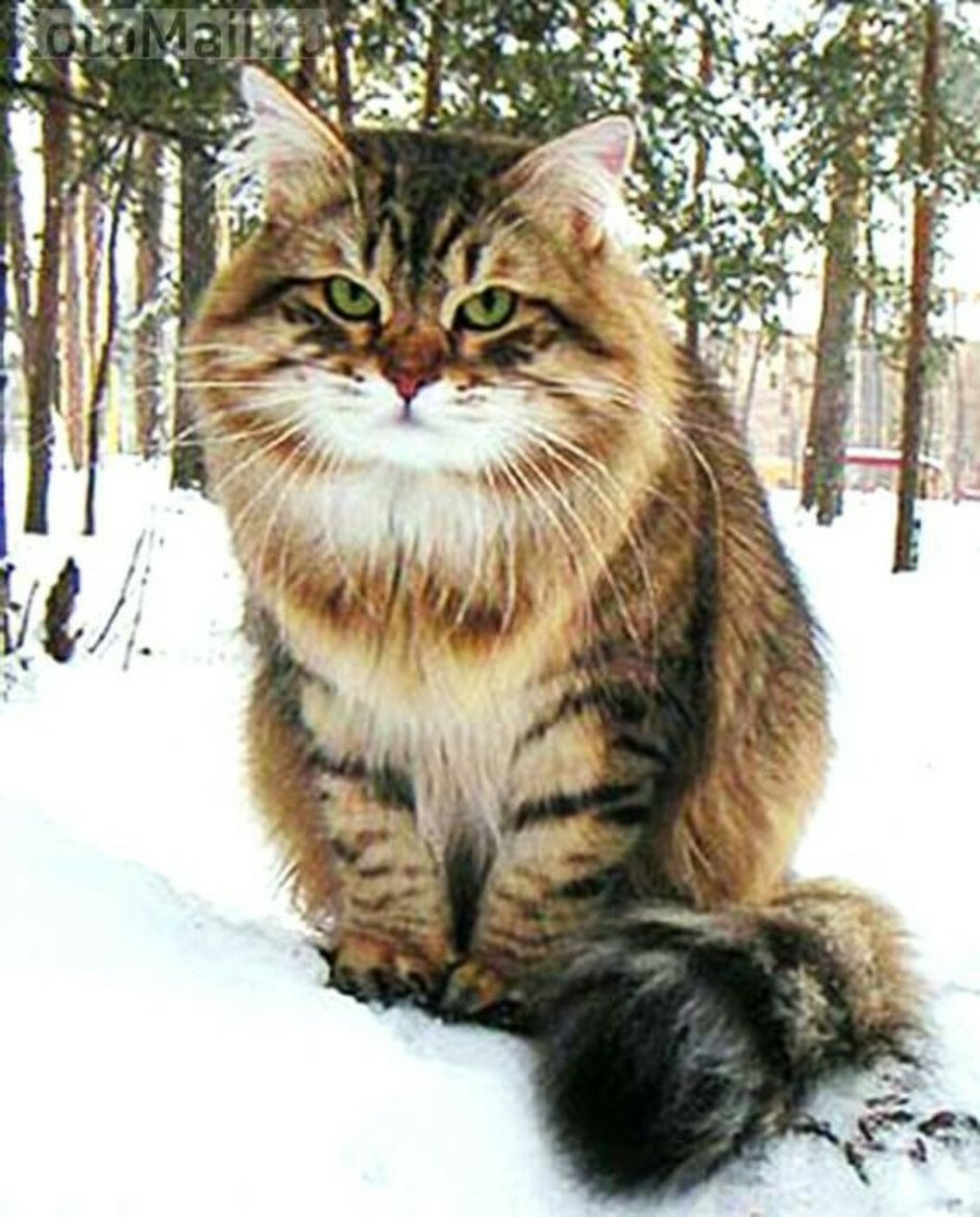 Норвежская Лесная кошка табби