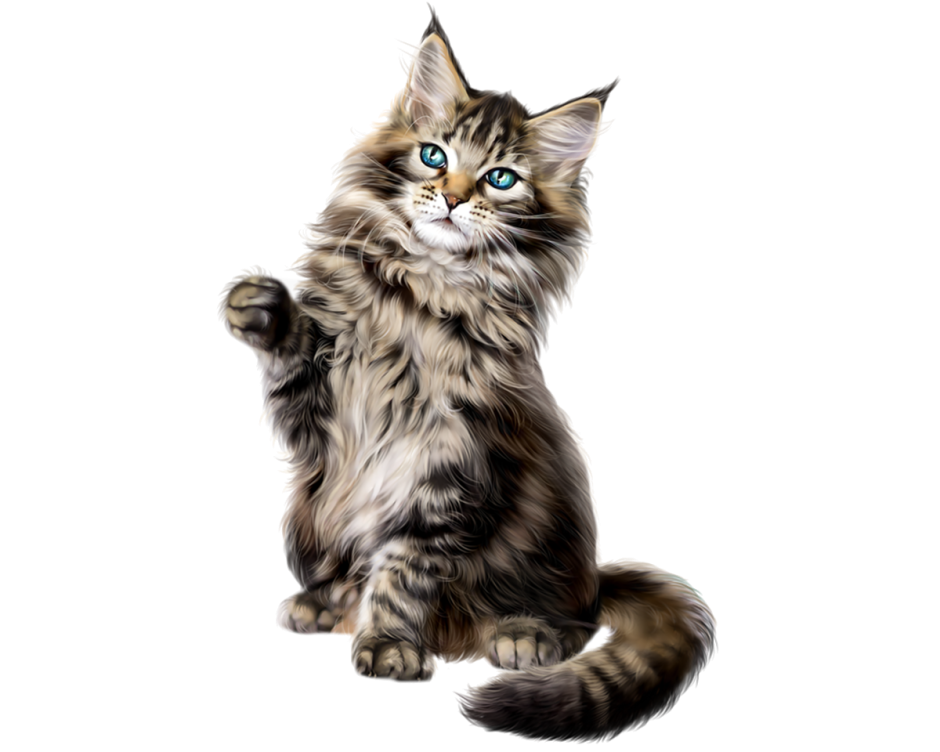Сибирская трехшерстная кошка