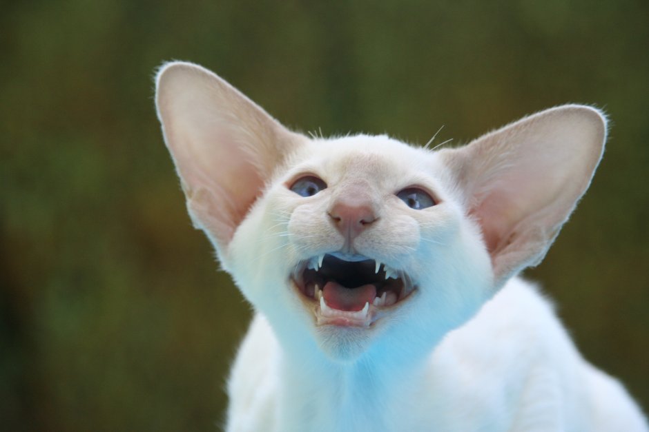Котята с большими ушами