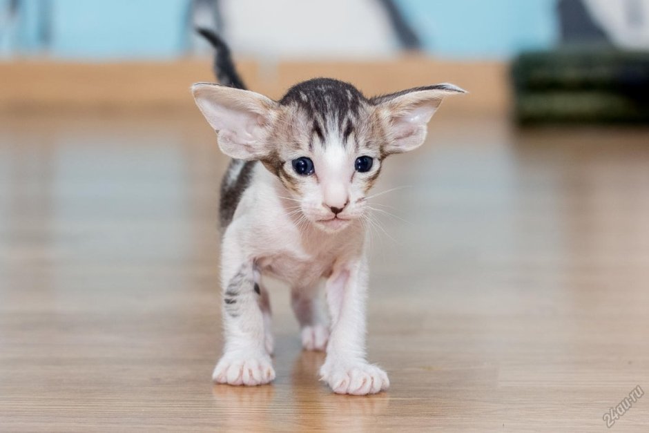 Кошка Ориентал котенок