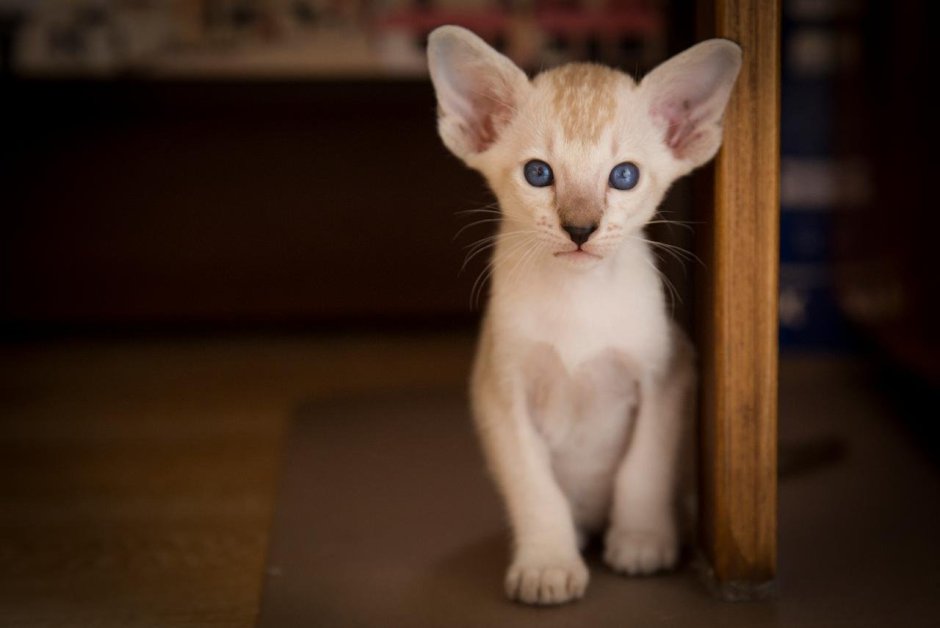 Сиамские коты ориенталы котенок