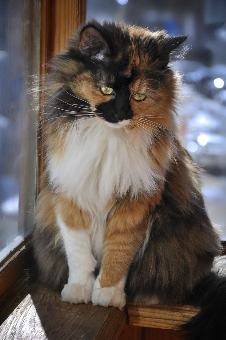 Норвежская Лесная кошка Калико